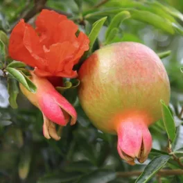   Aromás gránátalma - Punica granatum 'Favorit' - Konténeres