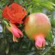 Aromás gránátalma - Punica granatum 'Favorit' - Konténeres