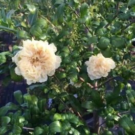   Japán gránátalma - Punica granatum ’Haku Botan’ - Konténeres
