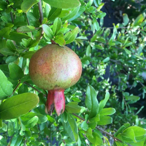 Punica granatum ’Crimson Sky’ - Crimson Sky gránátalma - Konténeres