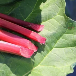   Pompás rebarbara - Rheum rhabarbarum ’Canada Red’ -Konténeres