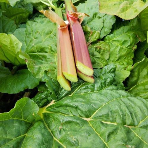 Dúsan növő rebarbara - Rheum rhabarbarum Everbarber® ’Cropstar®’ - Konténeres