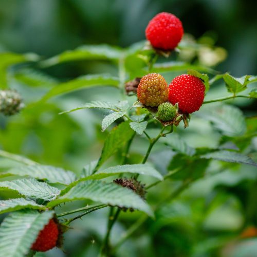 Japán szamócamálna - Rubus illecebrosus - Konténeres