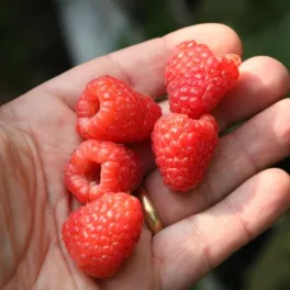 Sugana legjobb folytontermő málna - Konténeres