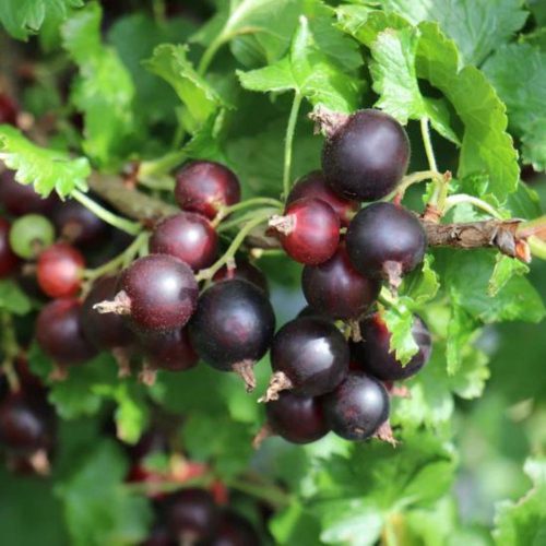 Jogusto® josta bokor - Konténeres