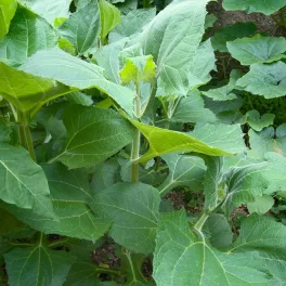   Fehér inkagumó - Smallanthus sonchifolius ‘Yacon White’ - Konténeres