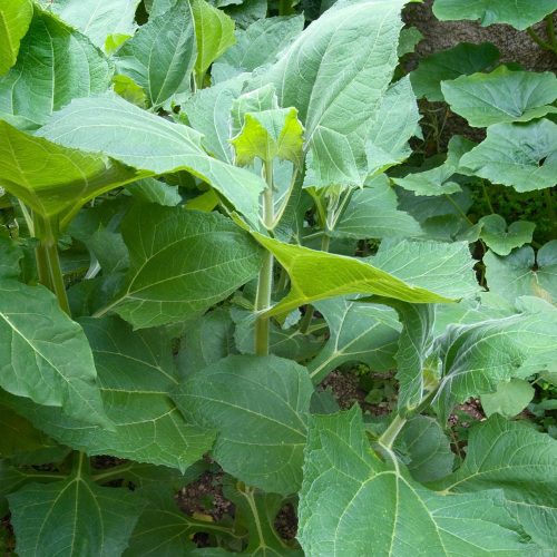 Fehér inkagumó - Smallanthus sonchifolius ‘Yacon White’ - Konténeres