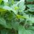 Fehér inkagumó - Smallanthus sonchifolius ‘Yacon White’ - Konténeres