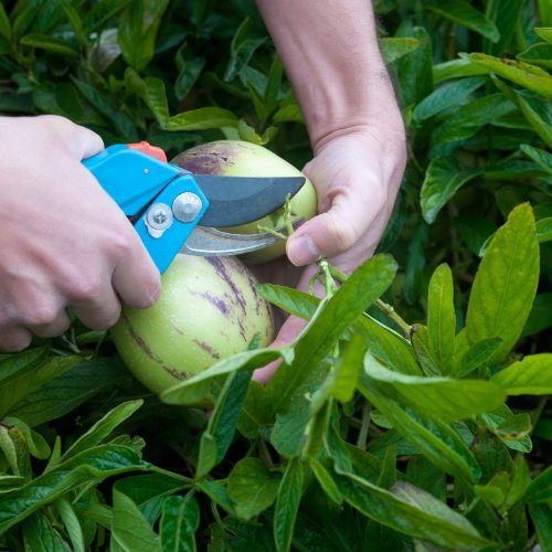 Pepino dinnyekörte - Solanum muricatum 'Pepino' - Konténeres