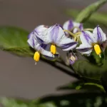 Pepino dinnyekörte - Solanum muricatum 'Pepino' - Konténeres