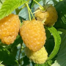 Fényes, élénksárga Jantar málna szemek a termő vesszőkön és dús konténeres málna cserje Jantar sárga málna (Rubus idaeus 'Jantar')