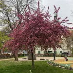 Malus 'Royalty' - Díszalma - Konténeres