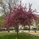 Malus 'Royalty' - Díszalma - Konténeres