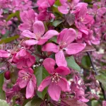 Malus 'Royalty' - Díszalma - Konténeres