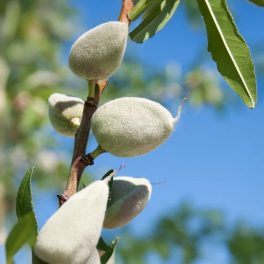   Supernova öntermékeny mandula - Szabadgyökeres, GF677 alanyon