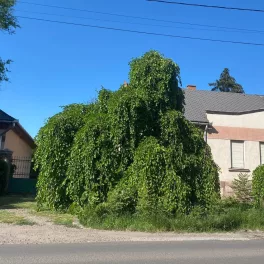Morus alba 'Pendula' - Szomorú eperfa
