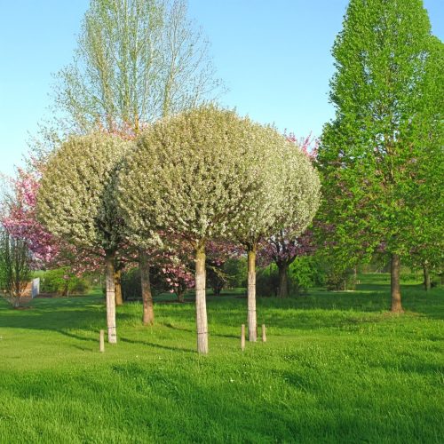 Gömb csepleszmeggy - Prunus fruticosa 'Globosa' - Konténeres