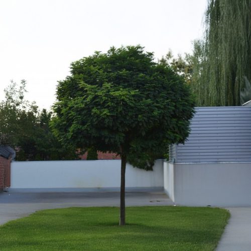 Gömbakác - Robinia pseudoacacia 'Umbraculifera' - Konténeres