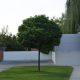 Gömbakác - Robinia pseudoacacia 'Umbraculifera' - Konténeres