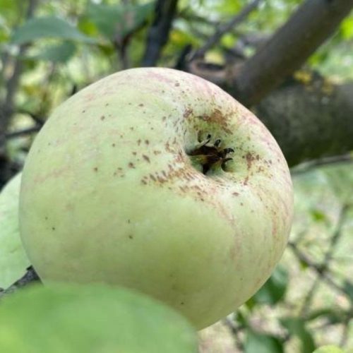 Zöld sóvári alma - Konténeres