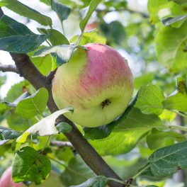 Szászpap alma - Soroksár - Szabadgyökeres