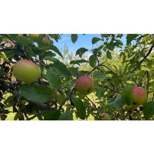 Marosszéki piros alma - Konténeres