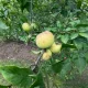 Bőralma - Konténeres