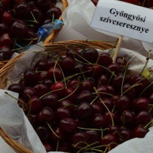 Gyöngyösi szívcseresznye - Szabadgyökeres