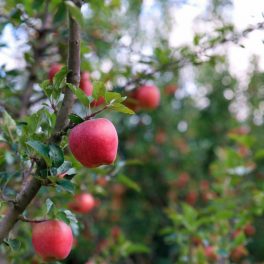 Véralma - Szatymaz - Szabadgyökeres