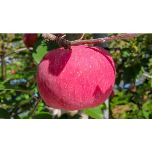 Téli piros pogácsa alma - Szabadgyökeres, Vadalma alanyon