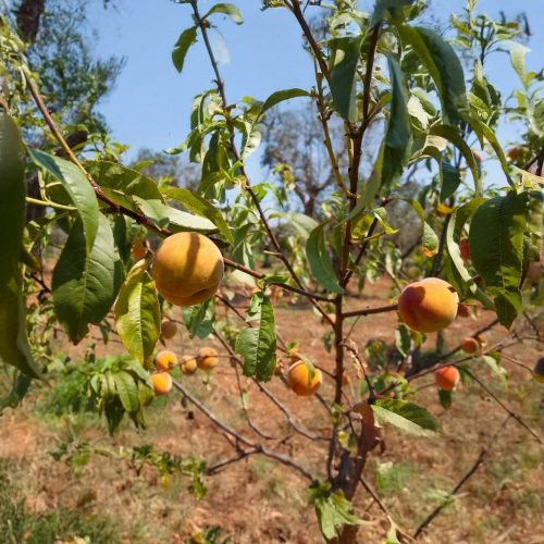 Babygold 6 gumibarack - Szabadgyökeres, GF677 alanyon