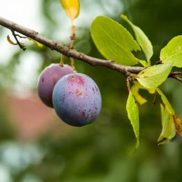 Anna Spaeth szilva - Szabadgyökeres