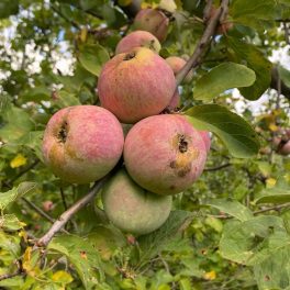 Nemes sóvári alma - Szabadgyökeres