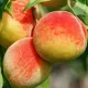 Flavorcrest őszibarack - Konténeres