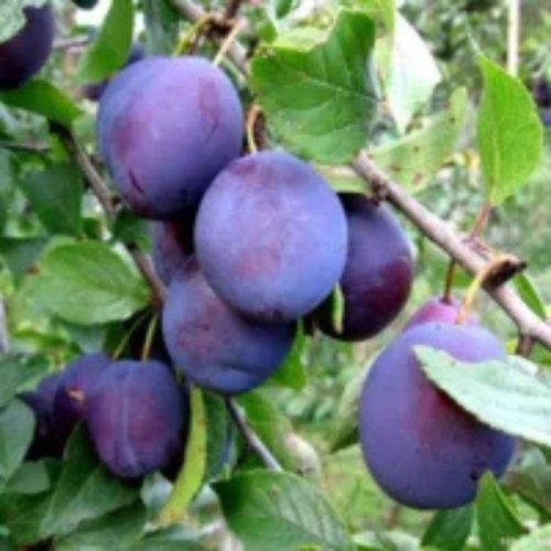 Montfort szilva - Konténeres