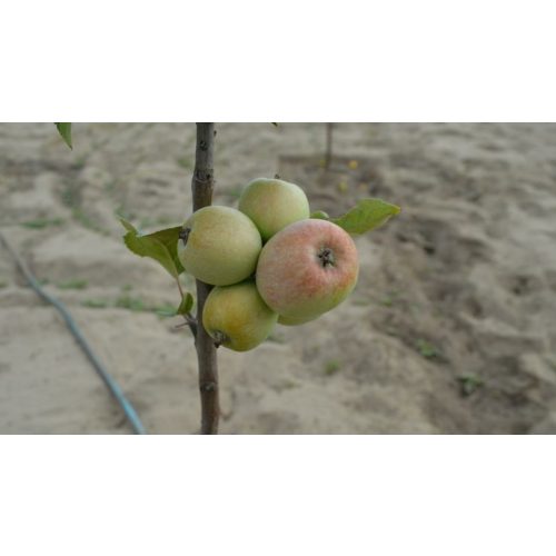 Daru sóvári alma - Szabadgyökeres, Vadalma alanyon