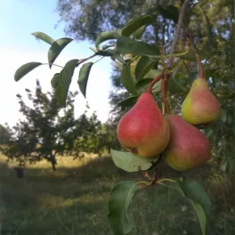 Kecskeméti muskotálykörte - Szabadgyökeres