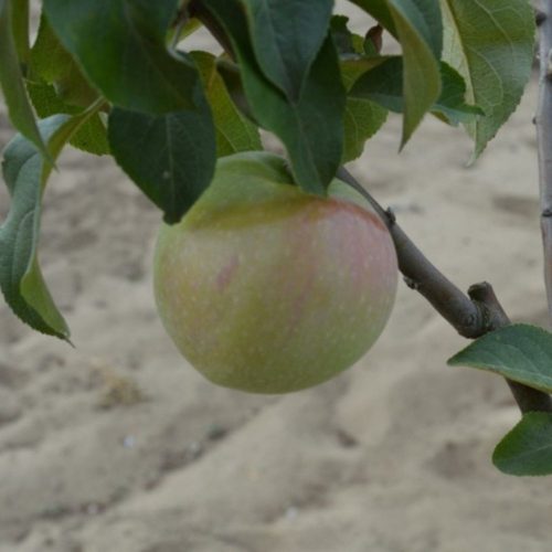 Csíkos óriás halasi alma - Soroksár - Konténeres