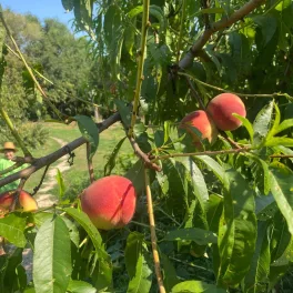Nektár-H őszibarack szabadgyökeres oltvány gyümölcsei a fán Nektár-H őszibarack (Prunus persica 'Nektár-H')