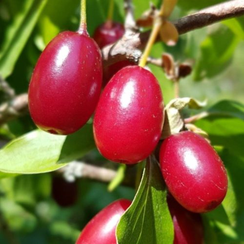 Kazanlak húsos som - Szabadgyökeres