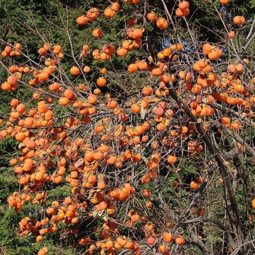 Roseyanka datolyaszilva - Konténeres