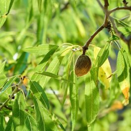Makako mandula - Szabadgyökeres, Garnem alanyon