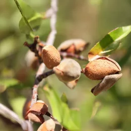 Penta mandula - Konténeres