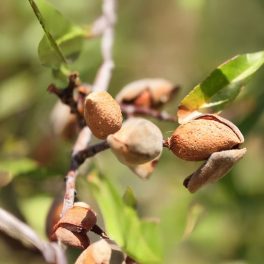 Penta mandula - Szabadgyökeres, Garnem alanyon