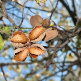Vayro/Vairo mandula - Szabadgyökeres, Garnem alanyon