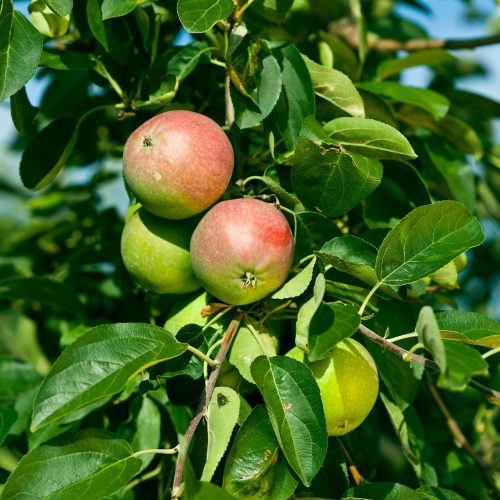 Húsvéti rozmaring alma - Szabadgyökeres, MM106 alanyon
