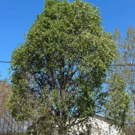   Kínai jegenyenyár - Populus simonii 'Fastigiata' - Szabadgyökeres