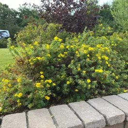 Alacsony, sűrű ágrendszerű cserjés pimpó bokor tömegesen nyíló, ötszirmú élénk aranysárga virágokkal Cserjés pimpó 'Goldteppich' (Potentilla fruticosa)