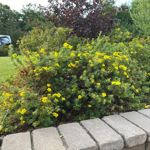 Alacsony, sűrű ágrendszerű cserjés pimpó bokor tömegesen nyíló, ötszirmú élénk aranysárga virágokkal Cserjés pimpó 'Goldteppich' (Potentilla fruticosa)