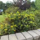 Alacsony, sűrű ágrendszerű cserjés pimpó bokor tömegesen nyíló, ötszirmú élénk aranysárga virágokkal Cserjés pimpó 'Goldteppich' (Potentilla fruticosa)